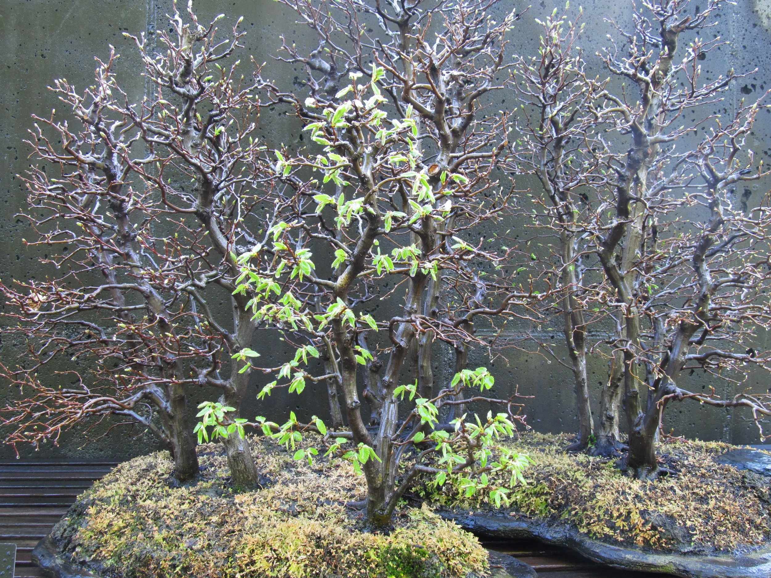 Yoshimura Island — The Curator's Journal